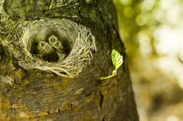 Tiny Leaf and the Birds Nest